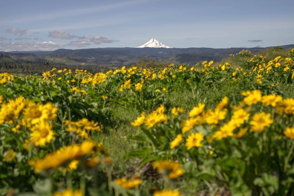 Yellow wildflowers in front of a snowcapped Mt. Hood in the background in Oregon.