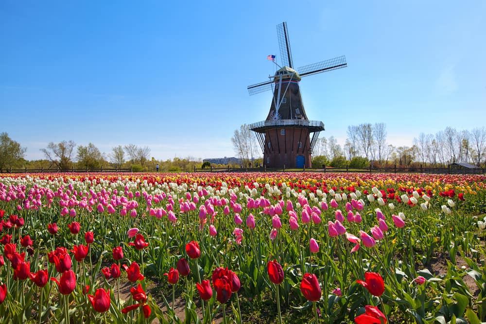A windmill surrounded by colorful tulips in Holland, Michigan, during the tulip festival - one of the best things to do in May in the USA.