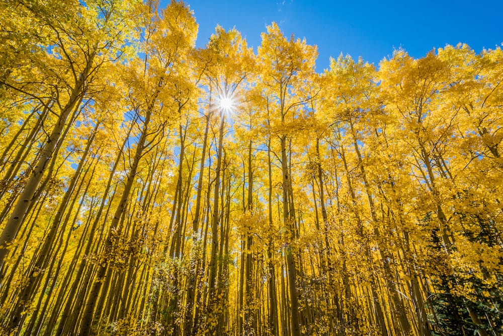 Yellow aspen trees against the blue sky in Santa Fe, New Mexico in October