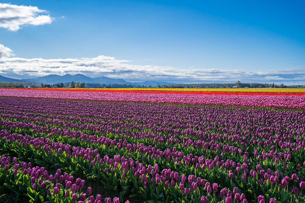 Thousands of colorful tulips in the Skagit Valley in Washington.