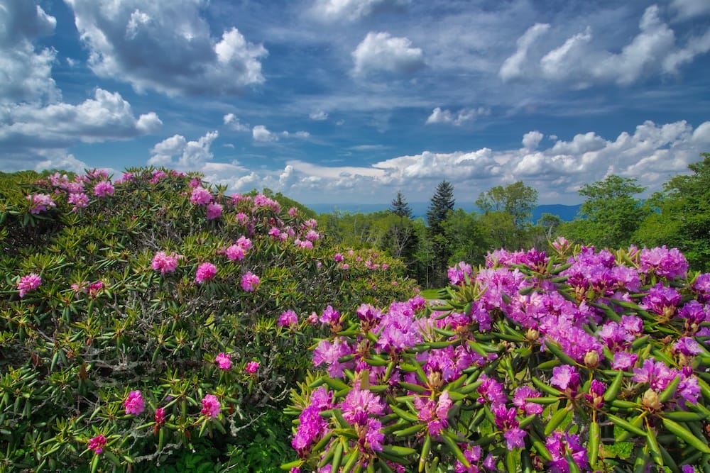 Beautiful pink flowers blooming among the greenery along the Blue Ridge Parkway.