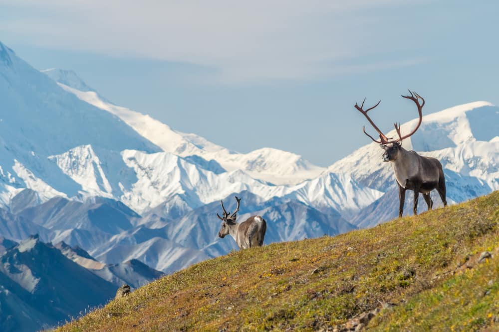 Two moose or caribou standing on a green hill overlooking tall snowcapped mountains in Alaska.