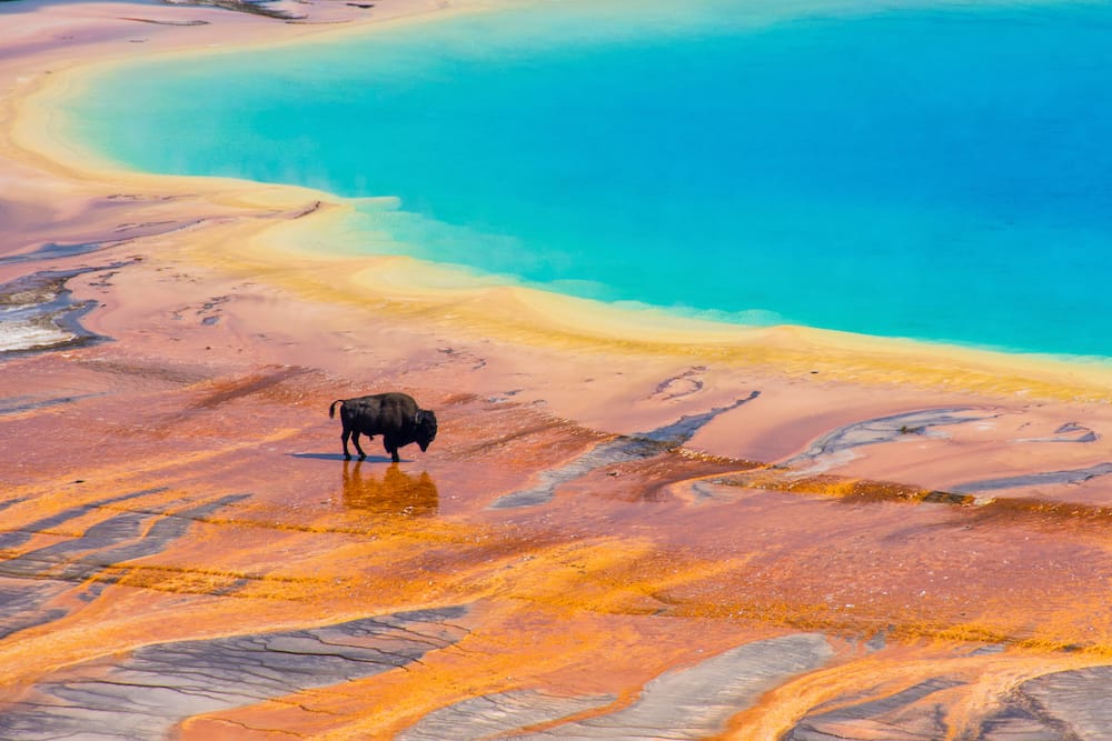 A bison walking across the orange rock in front of the striking blue water in the Grand Prismatic Spring at Yellowstone National Park