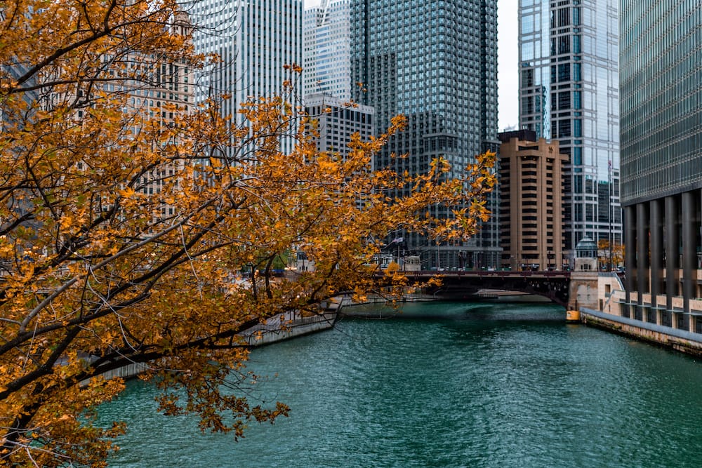 An orange tree in front of the blue river that runs through the center of Chicago with tall buildings in the background.