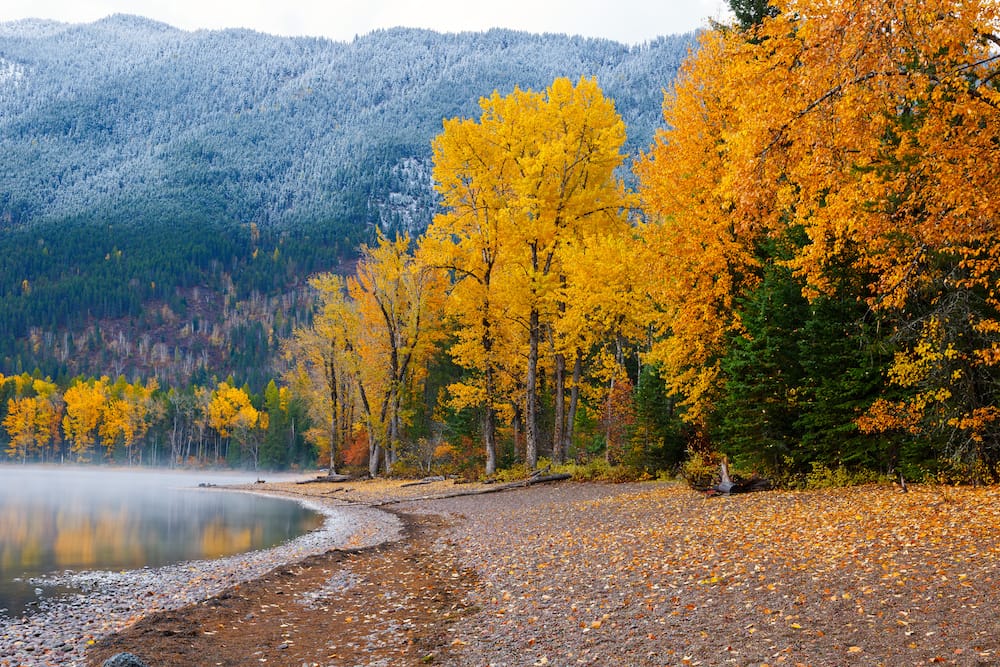 Yellow trees in Glacier National Park by a lake in September.