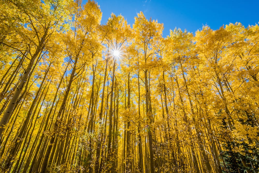Gorgeous yellow aspen trees reaching up to the blue sky in Santa Fe, New Mexico, in October