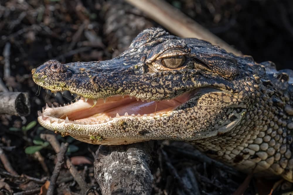A close-up of a green and brown alligator with its eyes open at Boyd Hill Nature Preserve in St. Pete