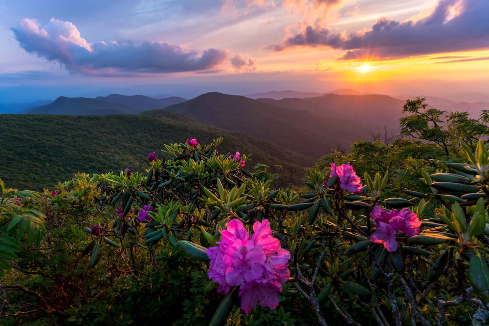 Pink flowery bushes in front of rolling green hills at sunset on the Blue Ridge Parkway in North Carolina.