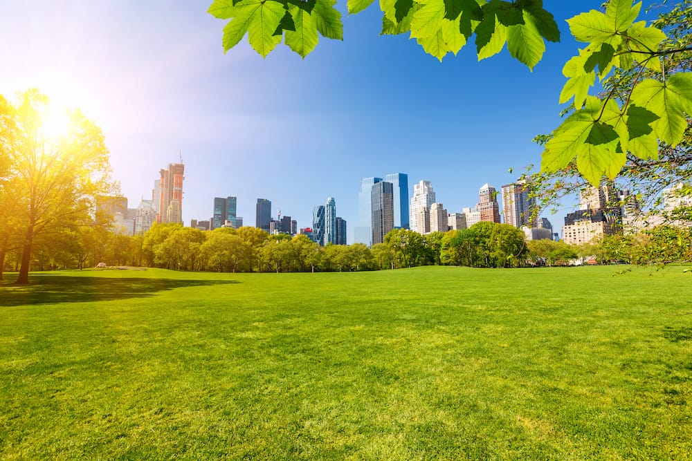 A sunny day in grassy Central Park in New York City