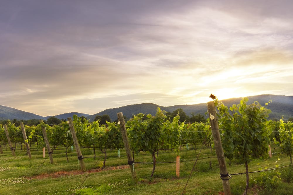 Vineyards in Charlottesville, Virginia at sunset.