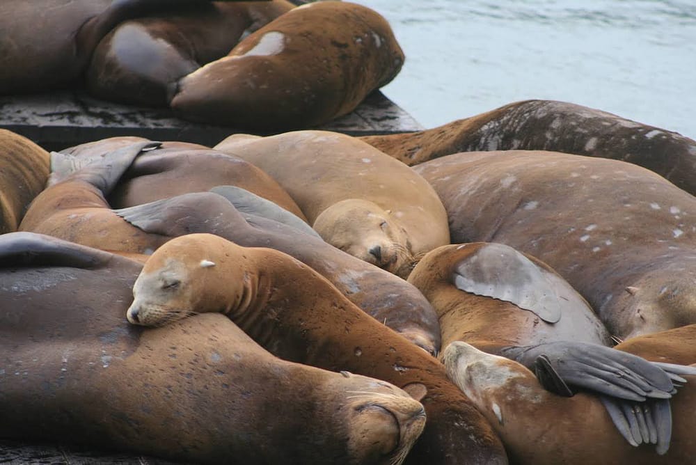 A pile of sleeping brown seals at Pier 39 in San Francisco.