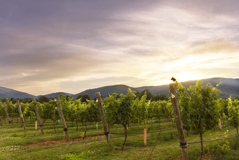 A vineyard in Virginia, one of the best places to visit in the USA in August