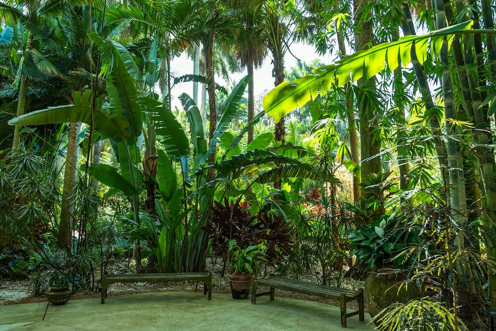 Two benches on a walking path with beautiful tropical plants, like palm trees and shrubs, surrounding them at Sunken Gardens – one of the best cheap things to do in St. Pete