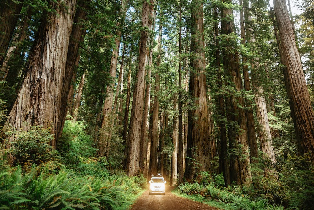 A white van with its headlights turned on driving through the trees in the thickly forested area in Nothern California.