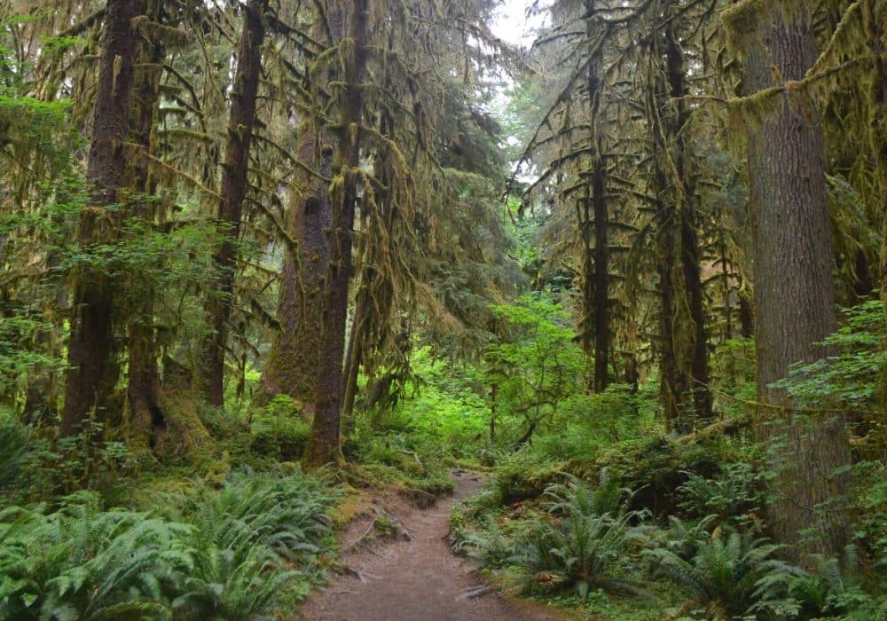 A green rainforest in Olympic National Park, one of the best places to visit in April in the USA, with tall trees and a dirt pathway.
