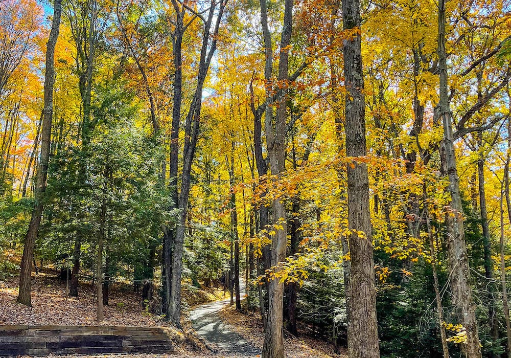 A beautiful display of yellow, red, and green fall leaves in a forest in Hocking Hills, Ohio, in October.