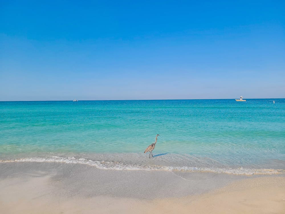 A crane standing in the blue ocean at the beach of Anna Maria Island in Florida.