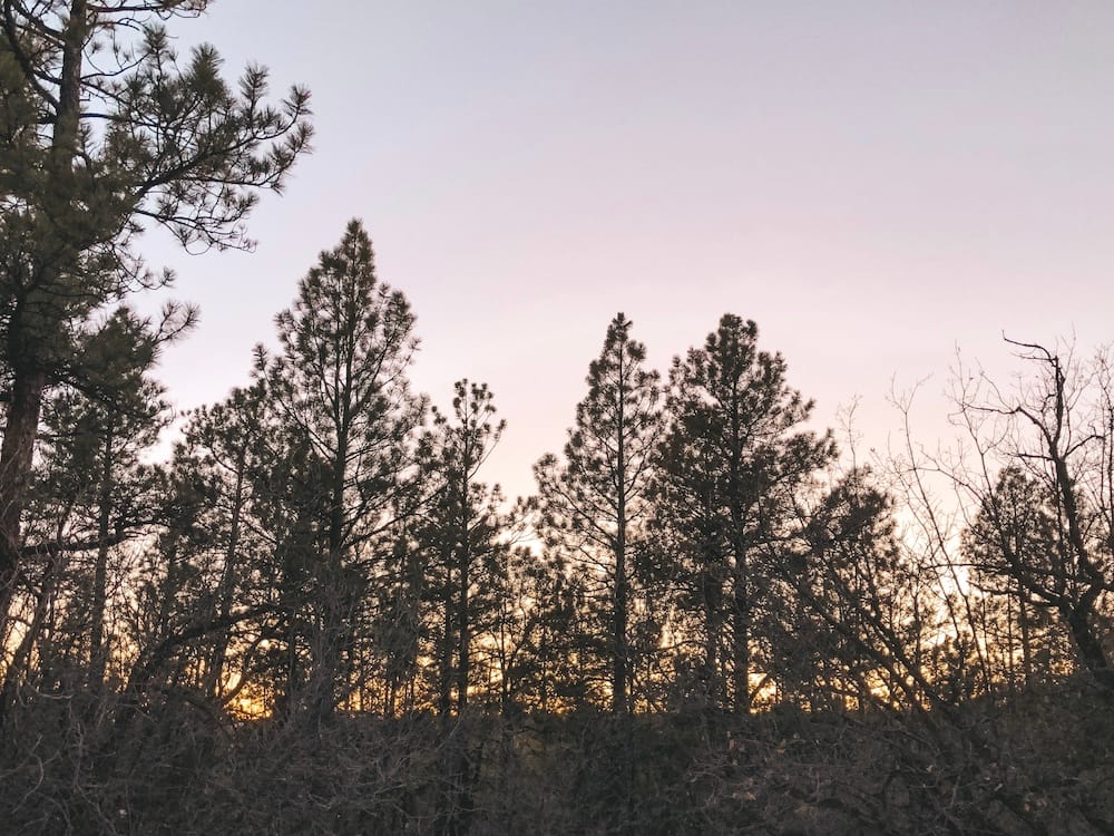 The sunset behind the trees in Flagstaff, Arizona, one of the best day trips from Sedona