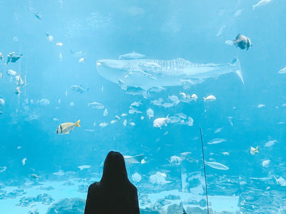 Your insider's guide to the Georgia Aquarium