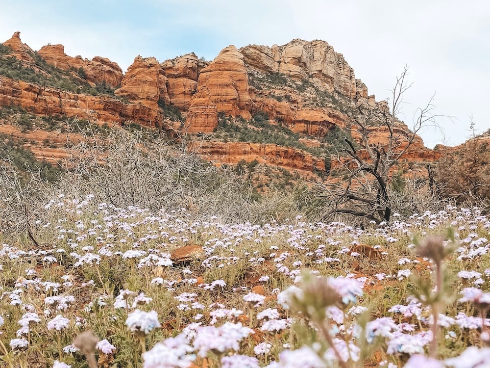 Purple wildflowers in front of the red rocks in Sedona, Arizona - one of the best lalces to visit in the USA in March