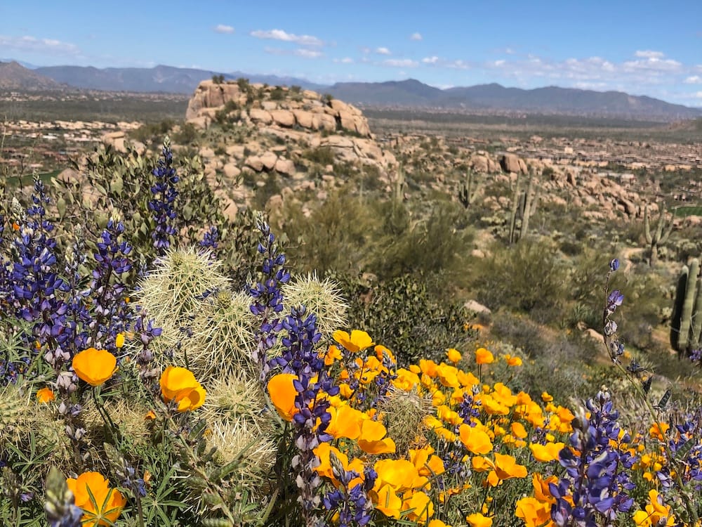 Colorful purple and orange wildflowers on the Pinnacle Peak hiking trial in Scottsdale, one of the best places to visit in the USA in February.