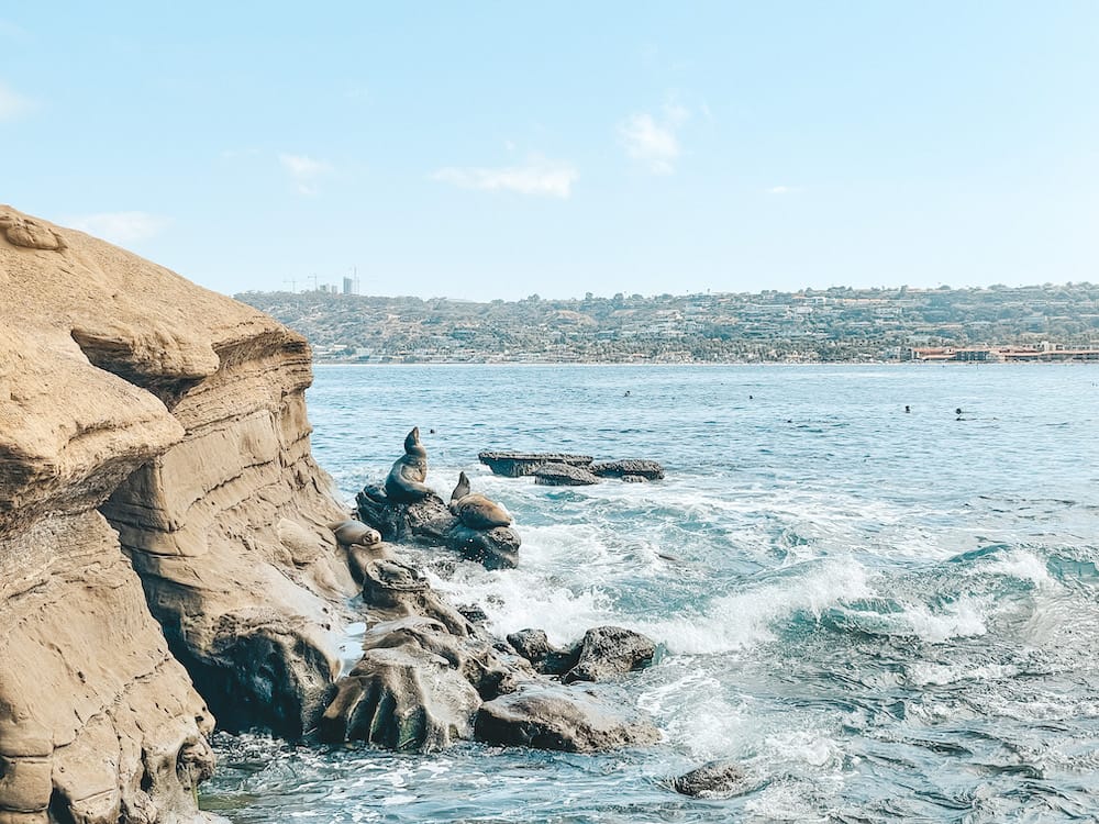 Three sea lions sitting on rocky cliffs overlooking the ocean at La Jolla Cove