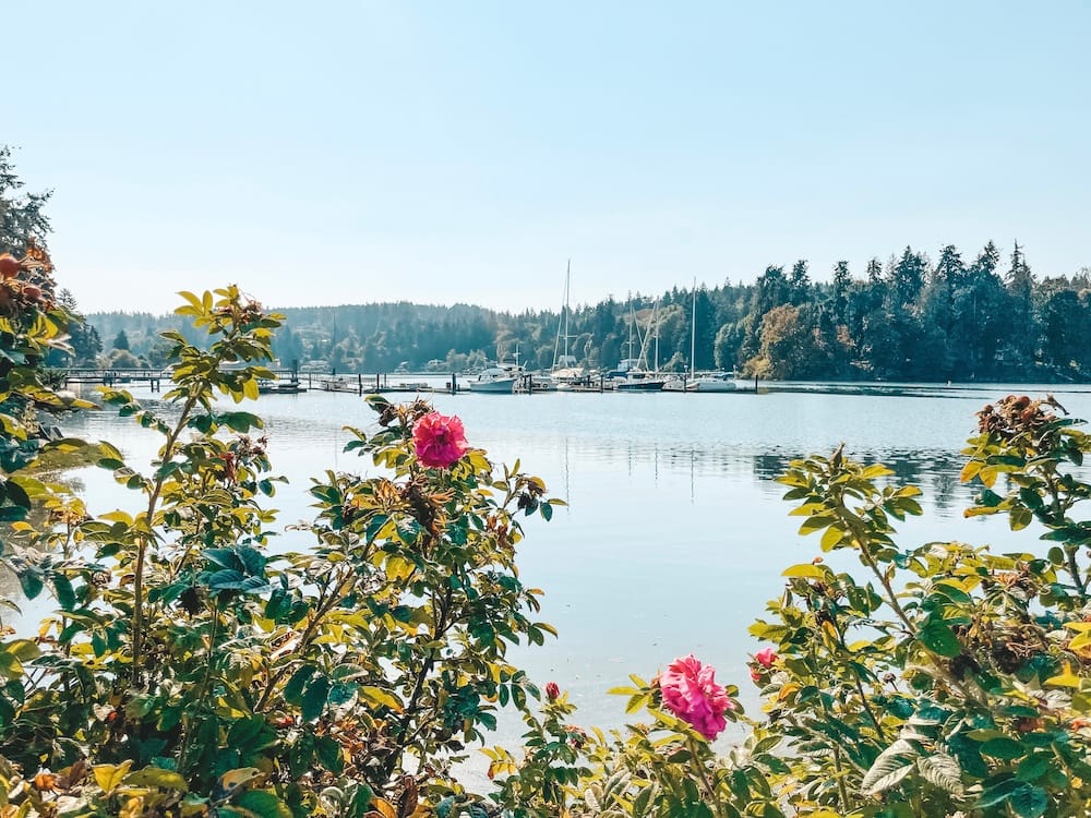 Green foliage and pink flowers in front of a body of water on Bainbridge Island