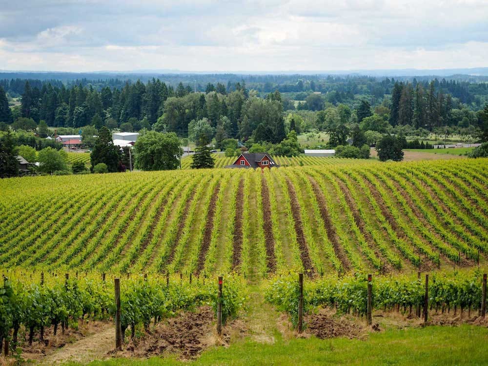 The rolling green vineyards at Sokol Blosser Winery, one of the best wineries to visit in the Willamette Valley