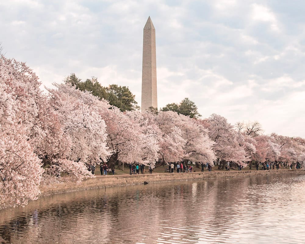 The Washington Monument in Washington DC with several cherry blossoms in the foreground.