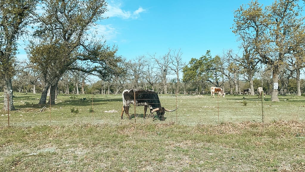 Longhorns grazing on the side of the road in the Texas Hill Country, surrounded by trees.