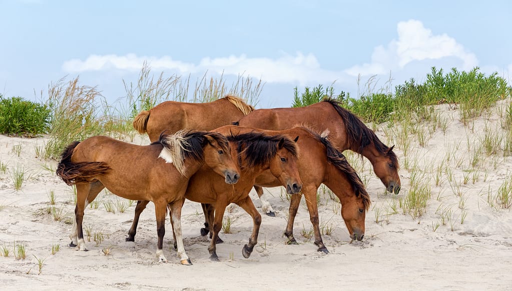 Four wild ponies on the beach in Assateague Island, known as Chincoteague Ponies.