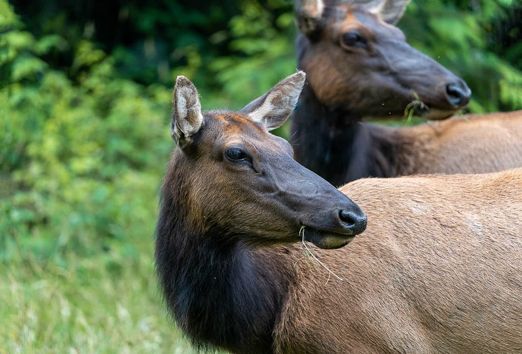 Two Roosevelt elk in a lush green forest in Northern California