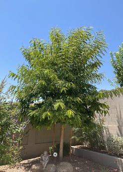 tree service tempe, az