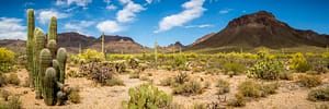 arizona desert landscape