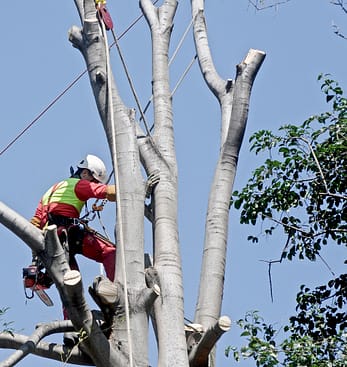 tree removal services phoenix, az tree removal services phoenix, az