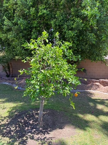 tree doctors tempe, az