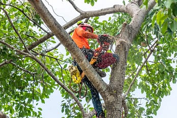 The,Worker,On,Giant,Tree