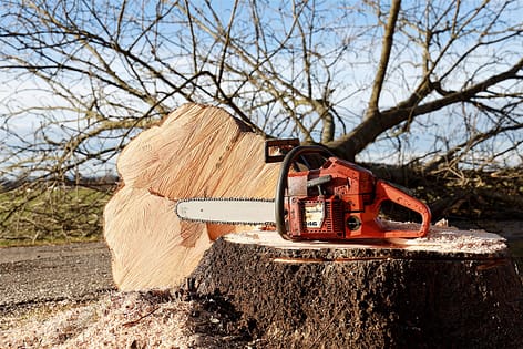 tree removal services phoenix, az