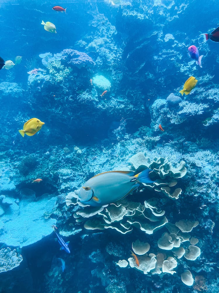 Georgia Aquarium Tips - Tropical Fish - Travel by Brit
