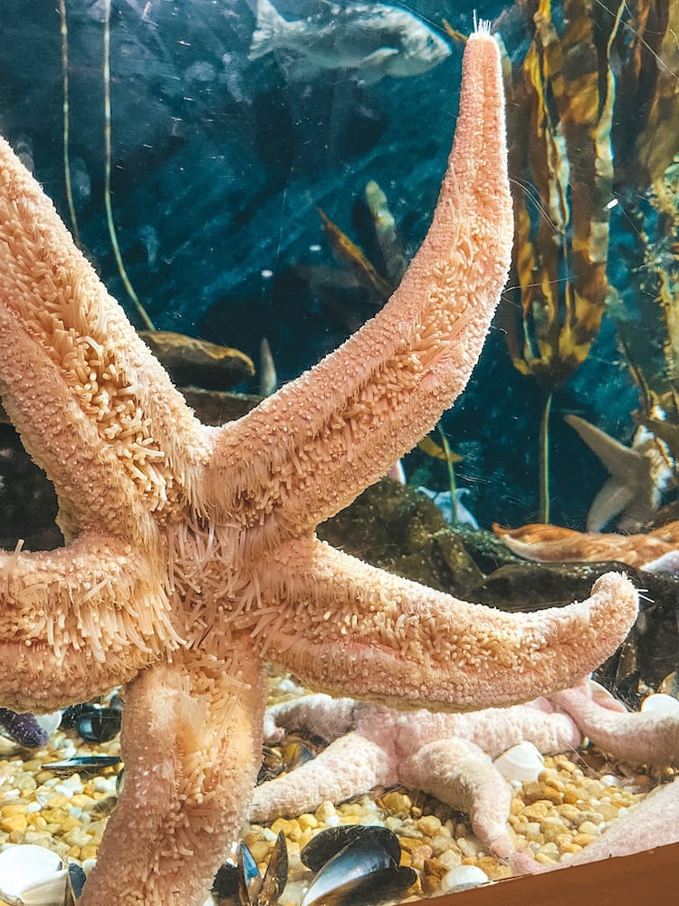 Georgia Aquarium Tips - Seastar - Travel by Brit