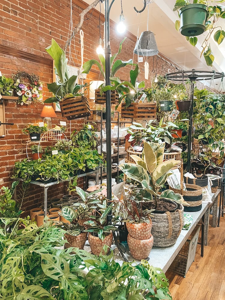 Hanging plants and houseplants inside Rooted from Yarrow Acres in Franklin, TN