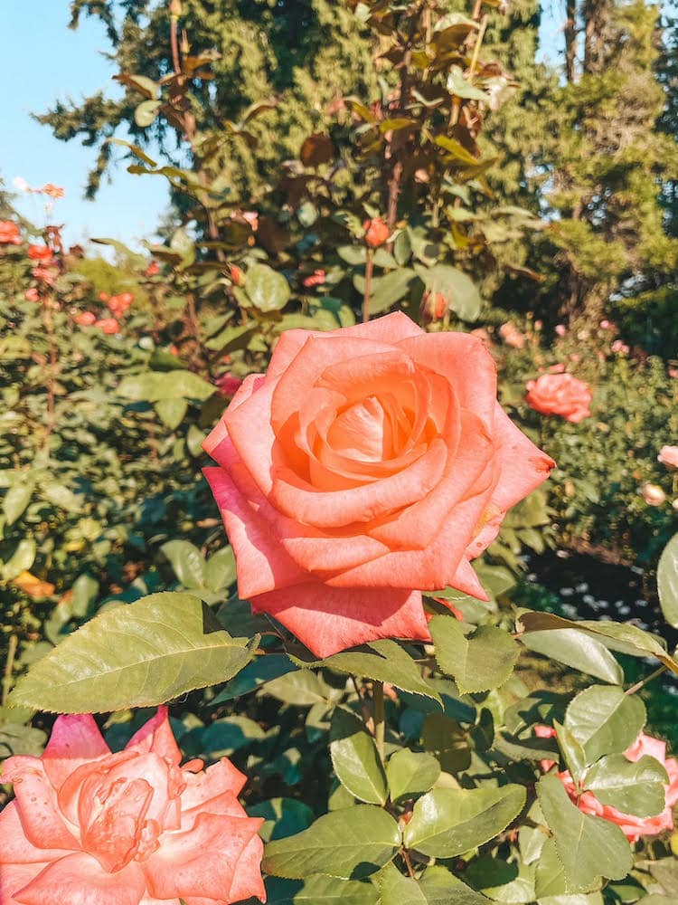 A pink rose in a garden