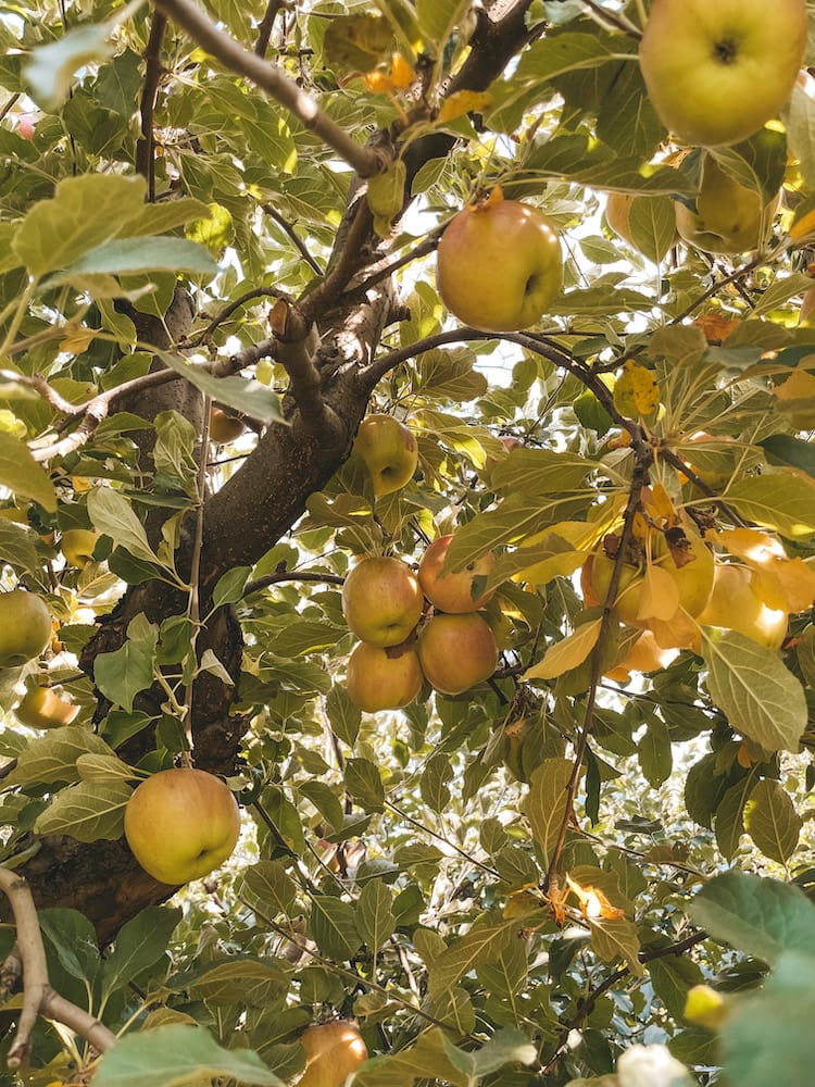 Several apples on a tree In the Hood River Fruit Loop