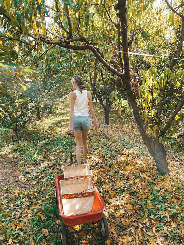 A woman in a white tank top and denim shorts pulling a red wagon through an orchard.