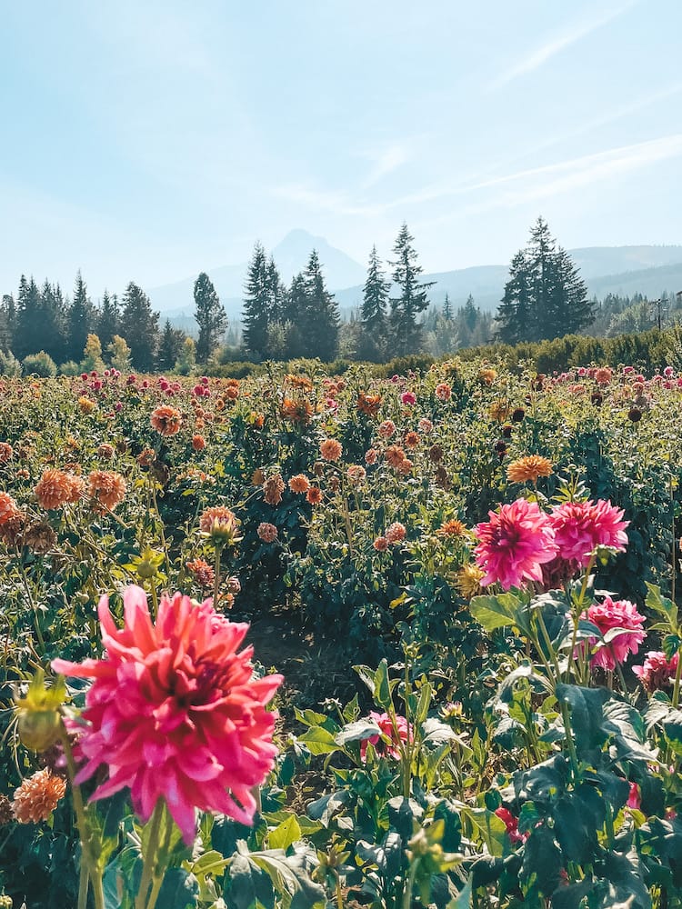 Colorful pink and orange dahlias in front of pine trees and a tall mountain.