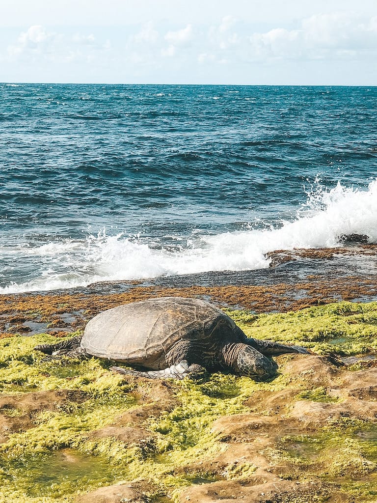 A sea turtle sitting in moss on a rocky outcropping of Laniakea Beach with the ocean in the background during a North Shore day trip.