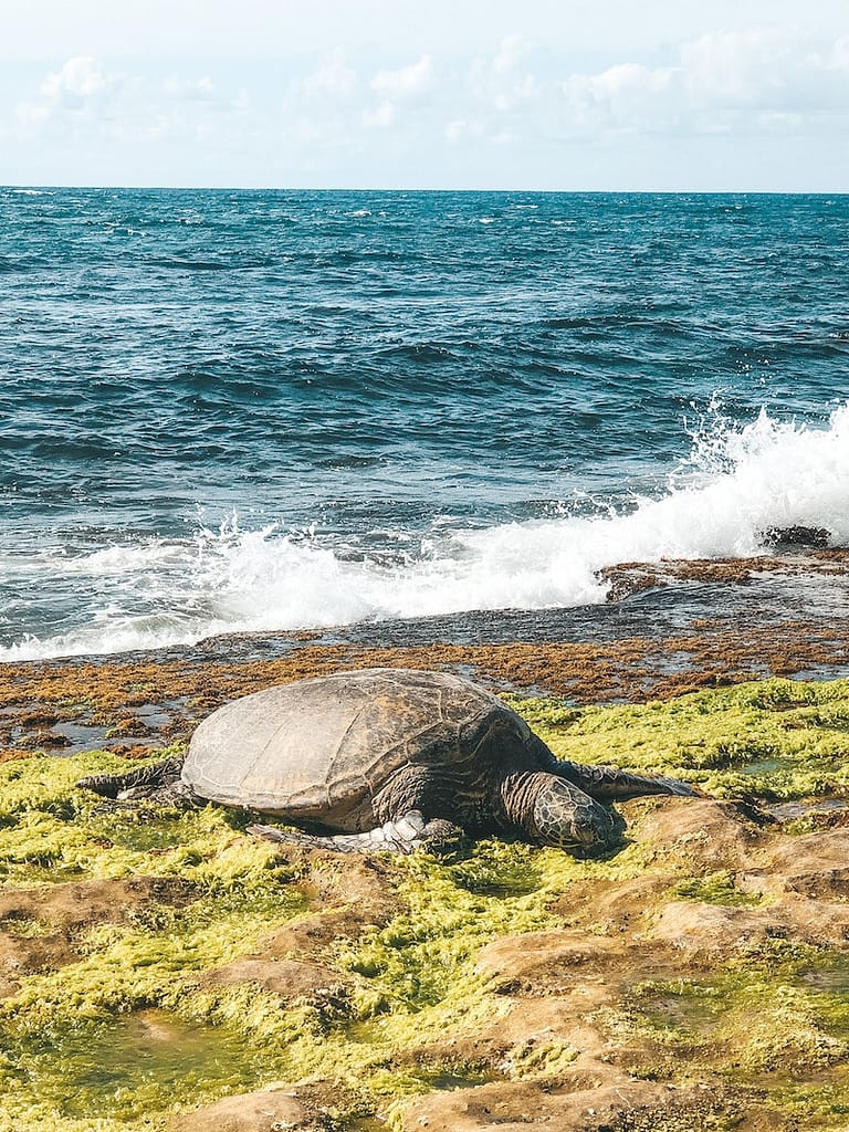 A sea turtle sitting on mossy rocks at Laniakea Beach, one of the best places to visit on Oahu for free