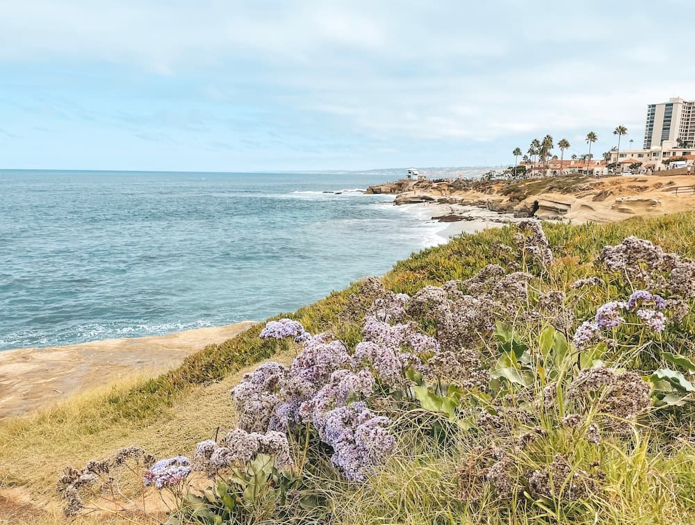 A view of La Jolla Shores with purple flowers in the foreground and the city in the background.