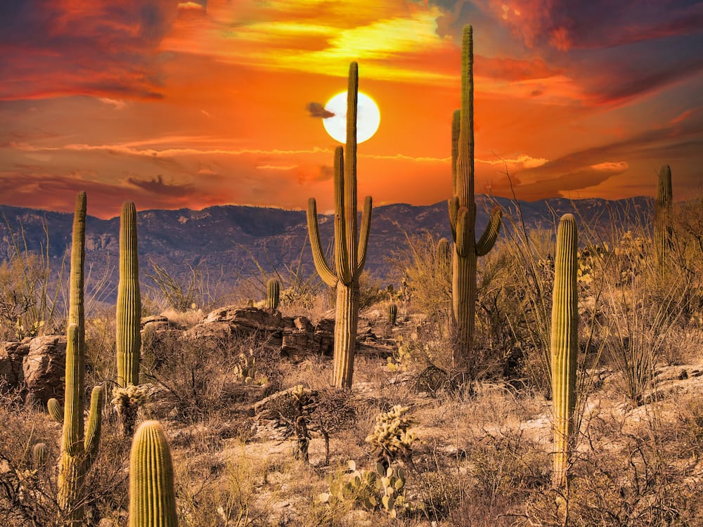 A gorgeous orange-red sunset in Saguaro National Park with desert landscape and saguaros in the forground.