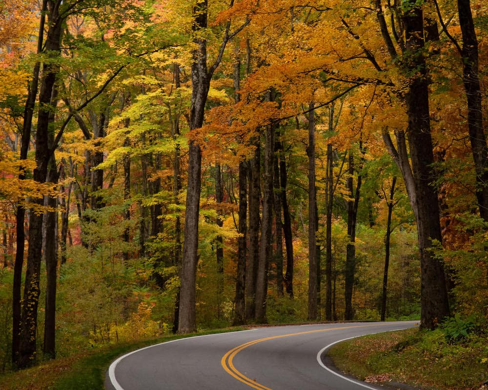 A road winding through the yellow and orange fall trees in Gatlinburg, Tennessee.